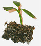 brachycarpum hybrid 'Django' cutting