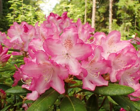 P6013354 Eija - 2048px 'Eija'