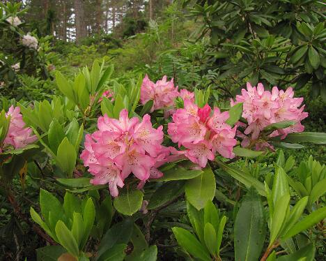 IMG_4063_Elsie_Maria_19.6.2014 'Elsie Maria'