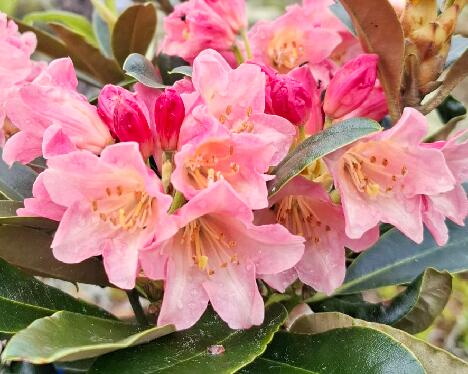 20250605_100253 Fluffy Elsie - 1024px 'Fluffy Elsie'