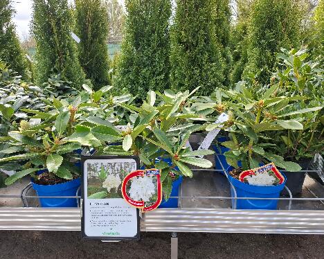 20250515_120659 Lumotar - Viherlassila 'Lumotar' pot plants at a plant shop