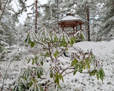 20251119_111947 _Lumotar - 1024px 'Lumotar' can grow as a one-stem tree