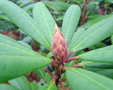 20251023_130434 Teemu PMABlueB-08 flower bud - 1024px 'Teemu'