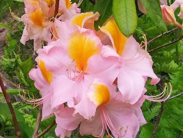 'Kristian's Candy' 'Kristian's Candy'