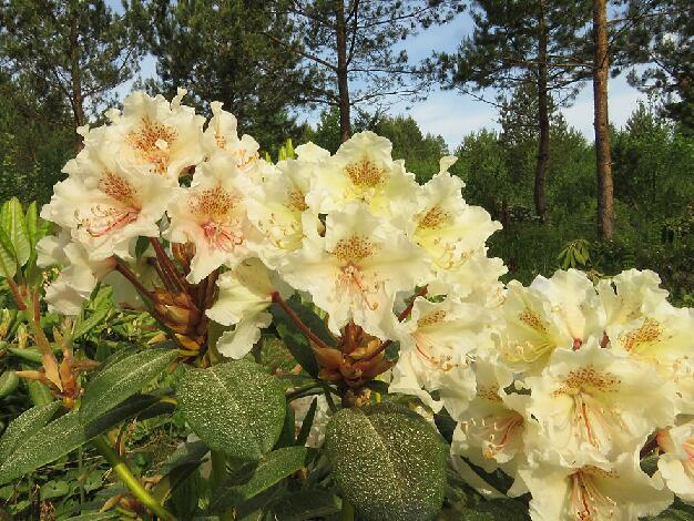 'Kristian's Moonlight' 'Kristian's Moonlight'