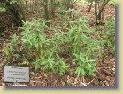 Ledum macrophyllum nyt Rhododendron tolmachevii pursu