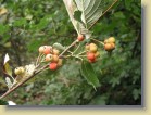 Sorbus aria saksanpihlaja