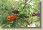 Sorbus 'Burka' ja Sorbus aucuparia kotipihlaja