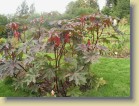 Ricinus communis 'Gibsonii' risiini