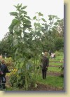 Helianthus annuus 'Bismarckianus' isoauringonkukka