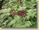 Actaea rubra lnnenkonnanmarja