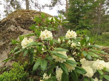 IMG_1836_Petteri_1024px Thriving in its new location, the transplanted rhododendron has been named and registered as 'Petteri' in honor of Peter M.A. Tigerstedt.