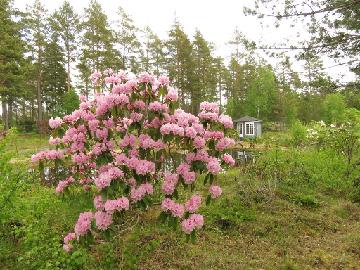 IMG_1745_Haaga_x_vernicosum_1024px Three and a half years after the transplant, the Rhododendron 'Haaga' x vernicosum hybrid blooms beautifully in its new home.