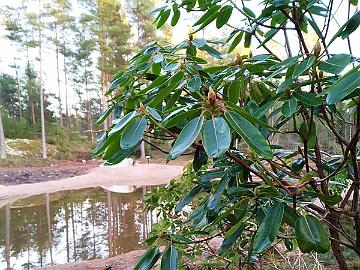 IMG_20201110_153651_1_Haaga_x_vernicosum_siirretty_800px Finally, the rhododendron was planted on the pond's shore.