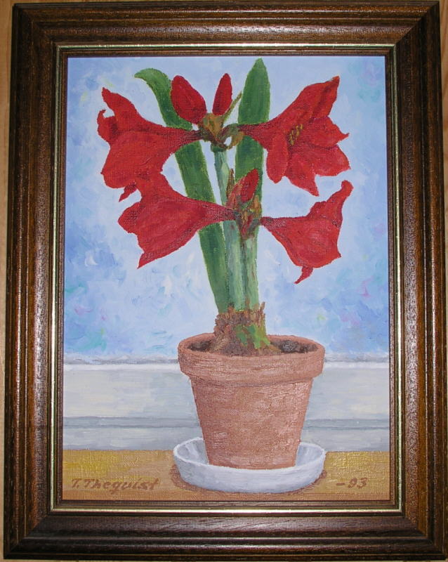 Amaryllis