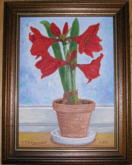 Amaryllis