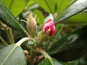 'Edelweiss' 'Edelweiss', bud of the shoot-borne flower Photo by Kristian Theqvist