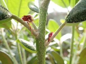 'Edelweiss' 'Edelweiss', buds of shoot-borne flowers Photo by Kristian Theqvist