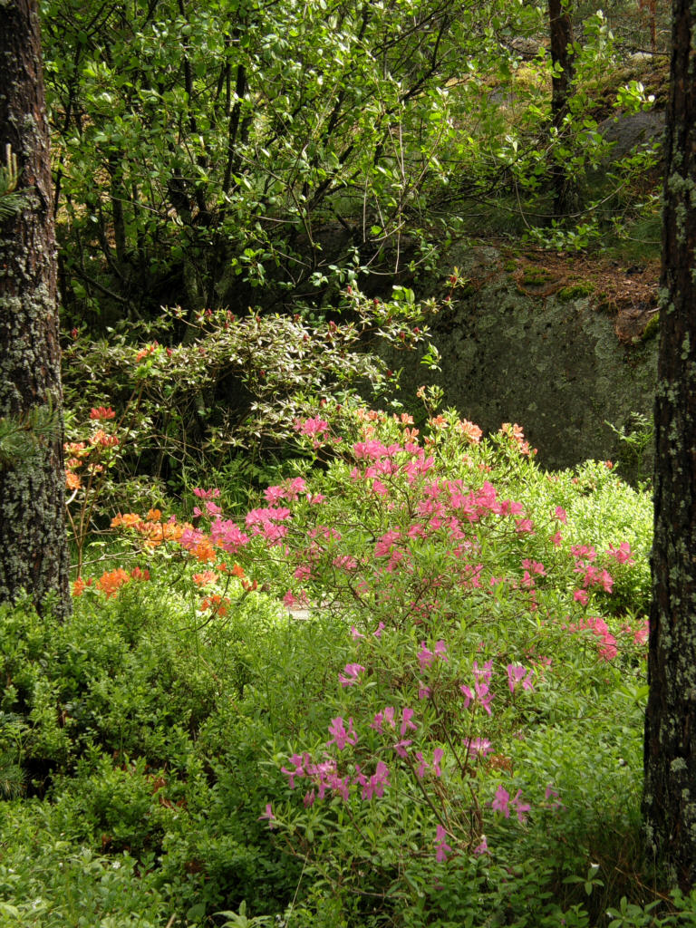 P6120040_azaleas.jpg - Last view into garden on the morning walk Viimeinen silmys puutarhaan aamukvelyll