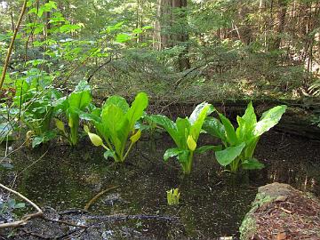 IMG_8799_Lynn_Canyon_Vancouver, Canada_Keltamajavankaali_Lysichiton_americanus Western skunk cabbage ( Lysichiton americanus ), Lynn Canyon Park, North Vancouver, British Columbia, Canada Keltamajavankaali ( Lysichiton americanus ), Lynn...