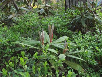 IMG_2162_calophytum