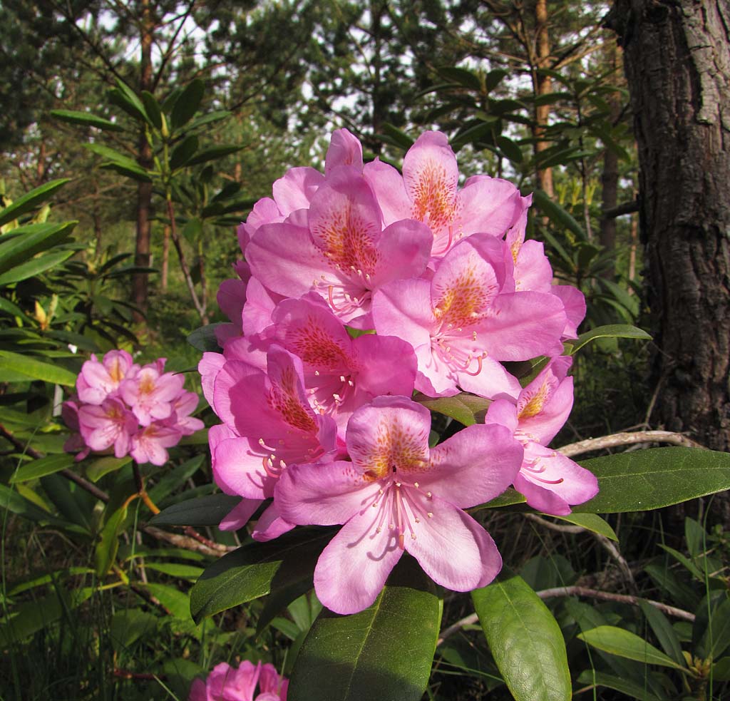 Рододендрон хельсинский фото