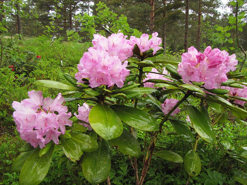 Рододендрон шанель фото