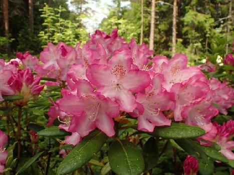 Rhododendrons 2024