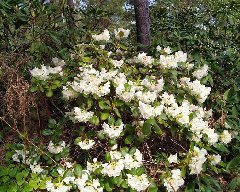 IMG_20240526_110620 Nikodemus Rhododendron 'Nikodemus' - May 26, 2024