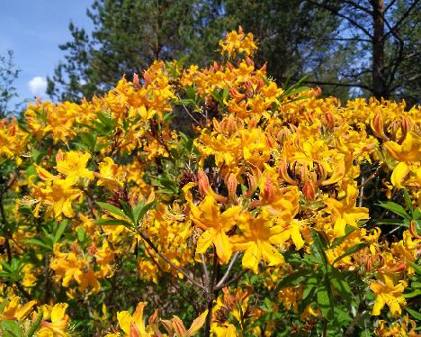 IMG_20240531_125121 Soihtu atsalea Rhododendron 'Soihtu', (LutUniq-02, luteum x 'Unique'), crossed by Reijo Hahkala - May 31, 2024