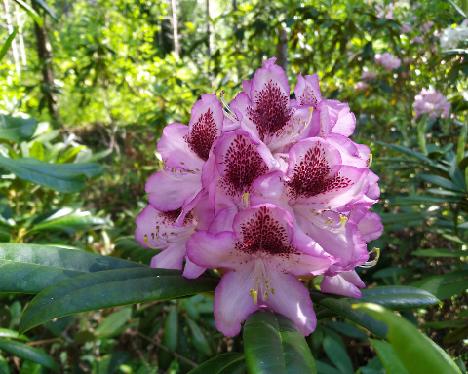 IMG_20240604_152520 PMABlueB-02 Rhododendron PMABlueB-02 ('P.M.A. Tigerstedt' x 'Blue Bell') - June 4, 2024