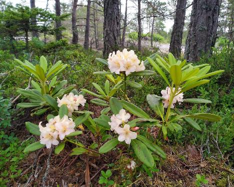 IMG_20240618_152804_Kristian's_Cute_Pellen_puolella_1024px Rhododendron 'Kristian's Cute' - June 18, 2024