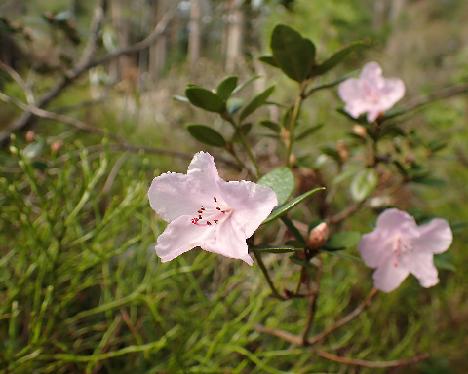 P5042749_February_Dawn Rhododendron 'February Dawn' - May 4, 2024