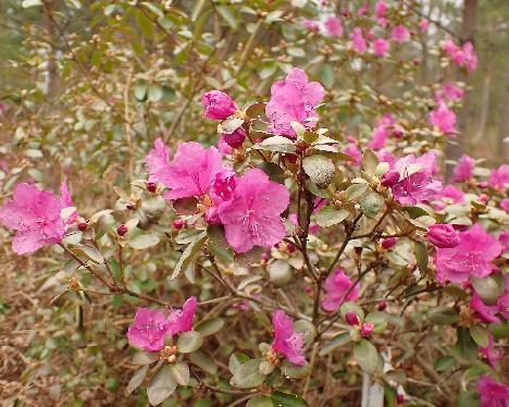 P5052759_sichotense_2002-0565 Rhododendron sichotense , 2002-0585 - May 5, 2024