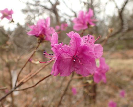 P5052767_mucronulatum_04 Rhododendron mucronulatum - May 5, 2024