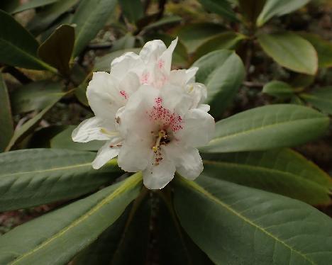 P5062777_watsonii_2005-0997 Rhododendron watsonii , 2005-0997 - May 6, 2024