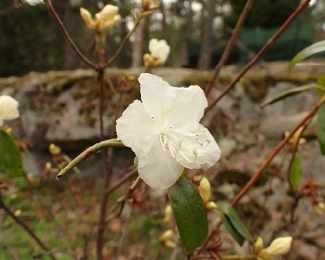 P5122791 dauricum white MH Rhododendron dauricum var. album - May 12, 2024