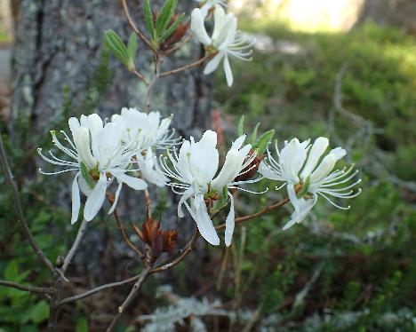 P5233110 canadense var album Rhododendron canadense var. album - May 23, 2024