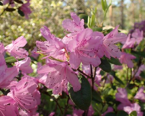 P5233116_Checkmate Rhododendron 'Checkmate'' - May 23, 2024