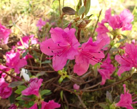 P5233118 yedoense var poukhanense Rhododendron yedoense var. poukhanense - May 23, 2024