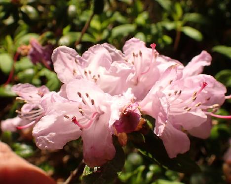 P5233120 Incredible Rhododendron 'Incredible' - May 23, 2024