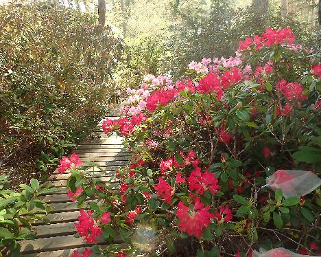 P5233123 Mauritz Rhododendron 'Mauritz' - May 23, 2024