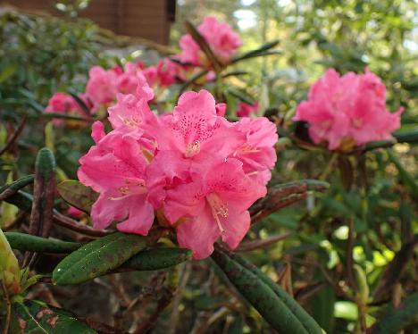 P5233125 Teuvo Rhododendron 'Teuvo' - May 23, 2024