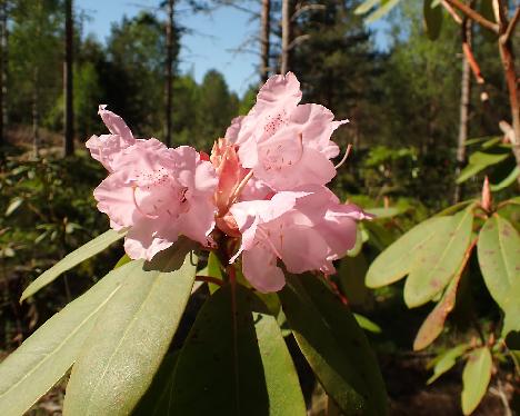 P5233127 smirnowii x oreodoxa var. fargesii OJ Rhododendron smirnowii x oreodoxa var. fargesii , crossed by Osmo Jussila - May 23, 2024