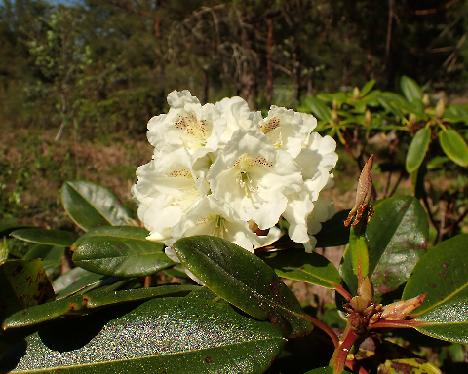 P5233129 BVTWard-03 Rhododendron BVTWard-03 ( brachycarpum ssp. tigerstedtii x wardii ), crossed by Peter Tigerstedt - May 23, 2024