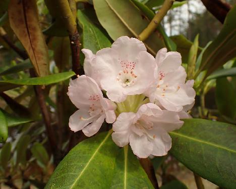 P5243131_PekkSutchP-02_Pekka X sutchuenense var. geraldii x praevernum Rhododendron PekkSutchP-02 ('Pekka' x sutchuenense var. geraldii x praevernum ) - May 24, 2024