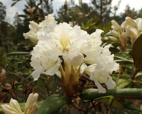 P5243134_PMAWight-01 Rhododendron PMAWight-01 ('P.M.A. Tigerstedt' x wightii ) - May 24, 2024