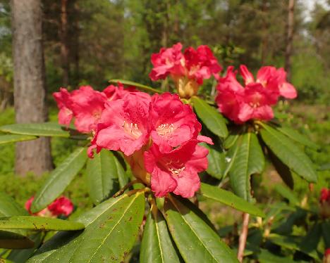 P5243149_BVTMicrog-04_BVT_x_microgynum__2005-1065 Rhododendron BVTMiccog-04 ( brachycarpum ssp. tigerstedtii x microgynum ), 2005-1065 - May 24, 2024