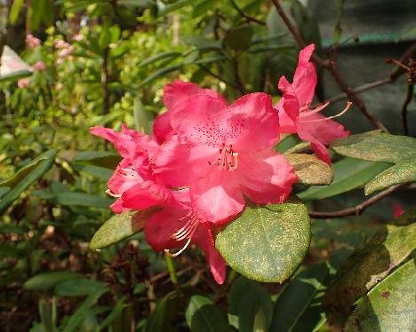 P5243161_Elviira_tai_Hellikki_X_L047 Rhododendron 'Elviira' x ? or 'Hellikki' x ? in plant box L047 - May 24, 2024