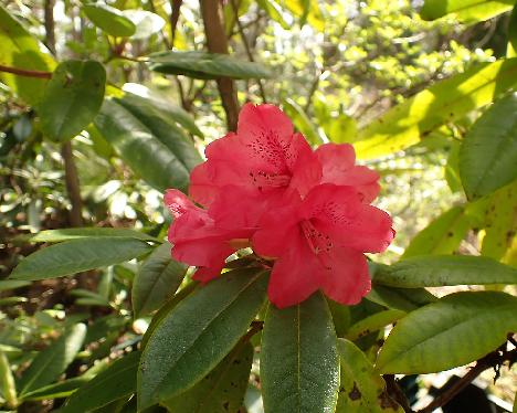 P5243166_R_X_could_be_BVT_x_strigillosum_L019 Rhododendron ? x ? in plant box L019, could be brachycarpum ssp. tigerstedtii x strigillosum - May 24, 2024